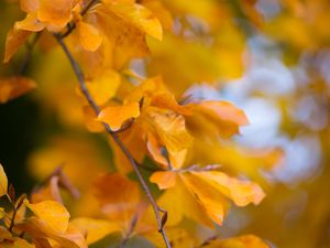 Preview wallpaper leaves, autumn, branch, yellow, nature