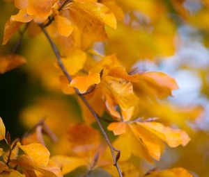 Preview wallpaper leaves, autumn, branch, yellow, nature