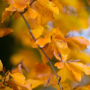 Preview wallpaper leaves, autumn, branch, yellow, nature