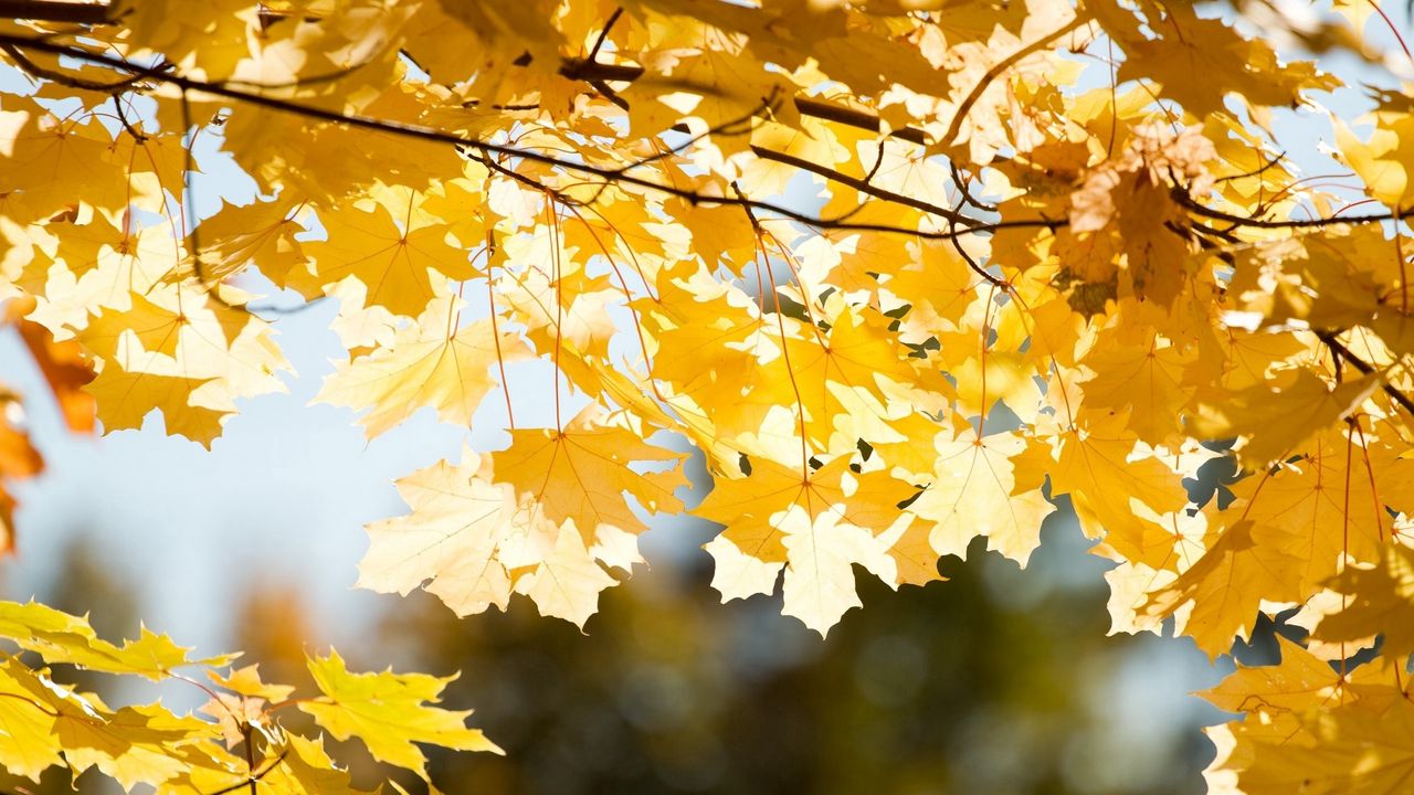 Wallpaper leaves, autumn, branch