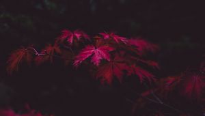 Preview wallpaper leaves, autumn, branches, blur, carved