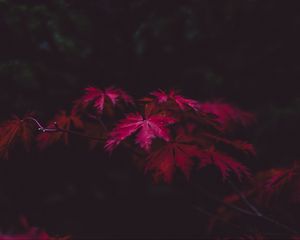 Preview wallpaper leaves, autumn, branches, blur, carved