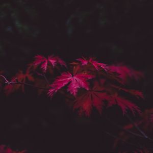 Preview wallpaper leaves, autumn, branches, blur, carved