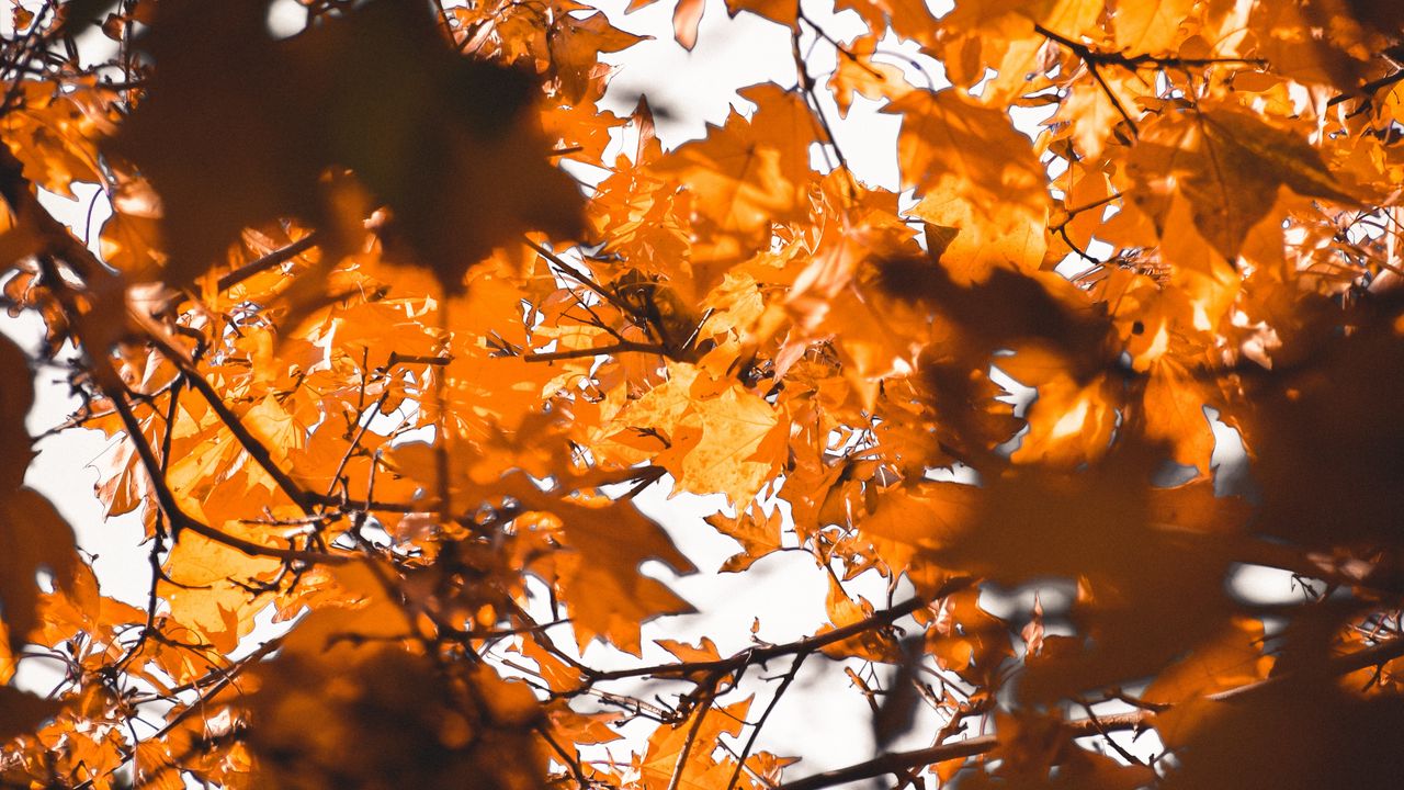 Wallpaper leaves, autumn, branches, blur
