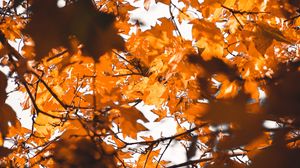 Preview wallpaper leaves, autumn, branches, blur