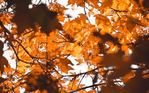 Preview wallpaper leaves, autumn, branches, blur