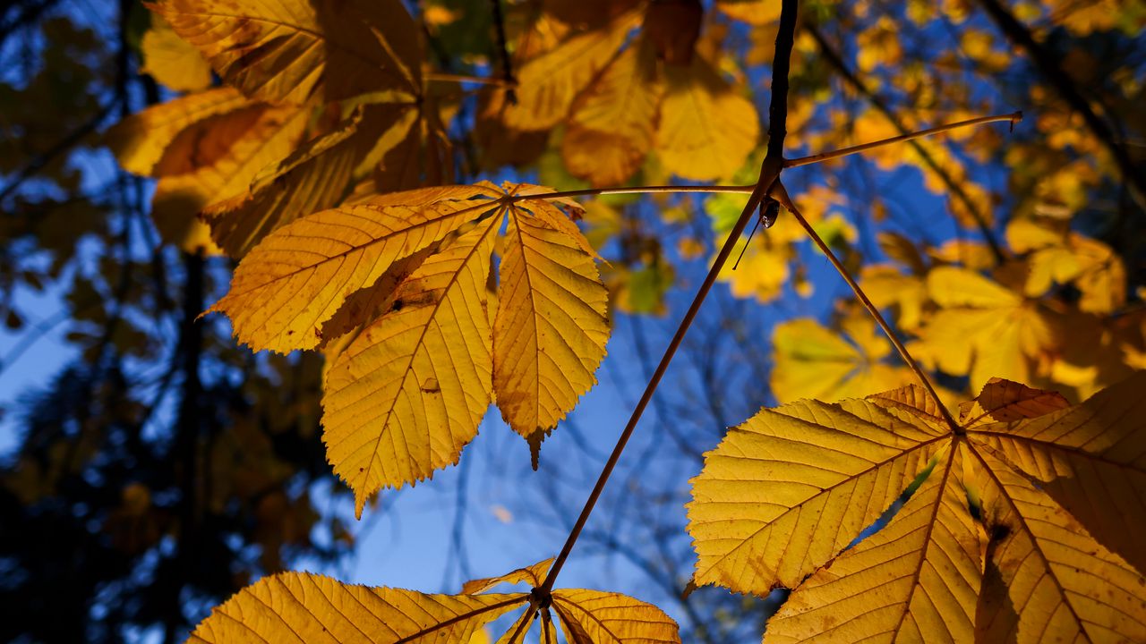 Wallpaper leaves, autumn, branches, yellow, macro
