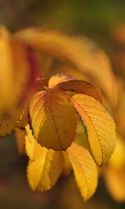 Preview wallpaper leaves, autumn, branches, rosehips