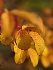 Preview wallpaper leaves, autumn, branches, rosehips