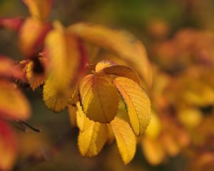 Preview wallpaper leaves, autumn, branches, rosehips