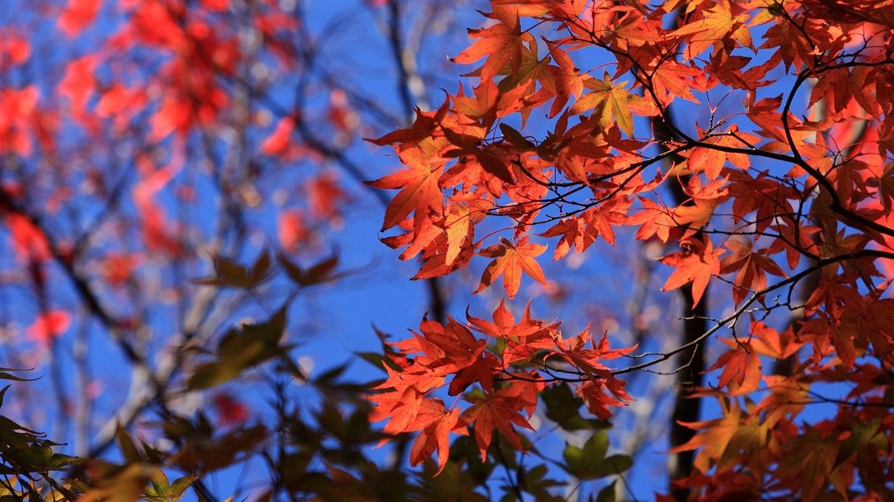Wallpaper leaves, autumn, branches, sky
