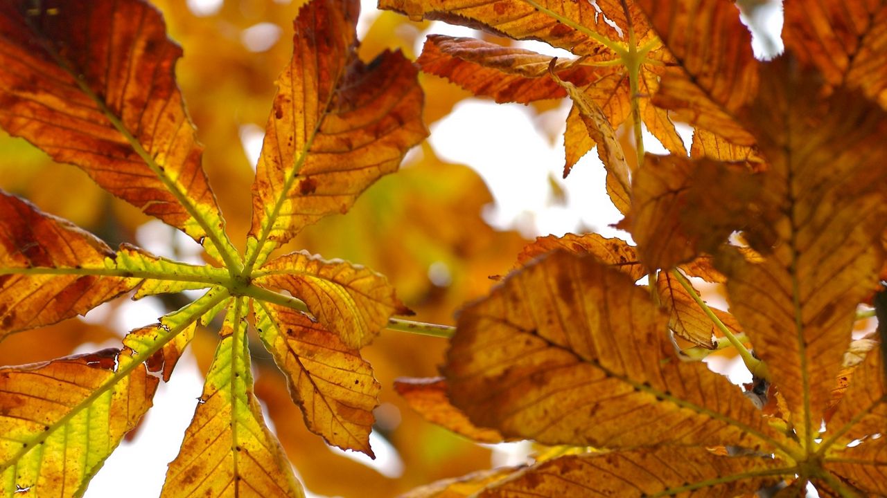 Wallpaper leaves, autumn, chestnut, yellow