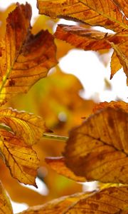 Preview wallpaper leaves, autumn, chestnut, yellow