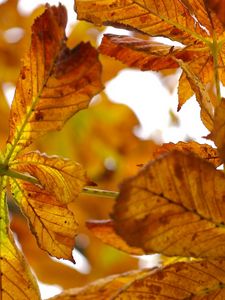 Preview wallpaper leaves, autumn, chestnut, yellow