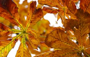 Preview wallpaper leaves, autumn, chestnut, yellow