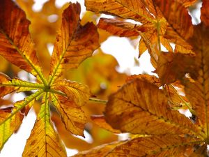 Preview wallpaper leaves, autumn, chestnut, yellow