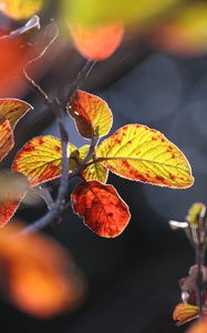 Preview wallpaper leaves, autumn, close-up, macro