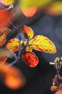 Preview wallpaper leaves, autumn, close-up, macro