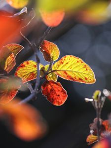 Preview wallpaper leaves, autumn, close-up, macro