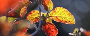 Preview wallpaper leaves, autumn, close-up, macro