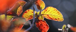 Preview wallpaper leaves, autumn, close-up, macro