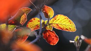 Preview wallpaper leaves, autumn, close-up, macro