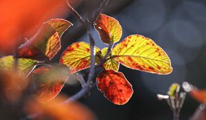 Preview wallpaper leaves, autumn, close-up, macro