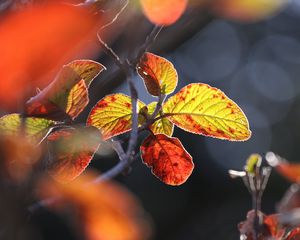 Preview wallpaper leaves, autumn, close-up, macro