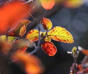 Preview wallpaper leaves, autumn, close-up, macro