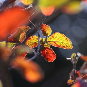 Preview wallpaper leaves, autumn, close-up, macro