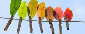 Preview wallpaper leaves, autumn, clothespins, wire