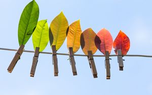 Preview wallpaper leaves, autumn, clothespins, wire