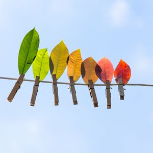 Preview wallpaper leaves, autumn, clothespins, wire