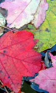 Preview wallpaper leaves, autumn, colorful, water, swim