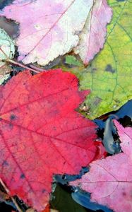 Preview wallpaper leaves, autumn, colorful, water, swim