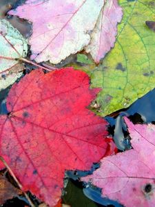 Preview wallpaper leaves, autumn, colorful, water, swim