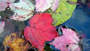 Preview wallpaper leaves, autumn, colorful, water, swim