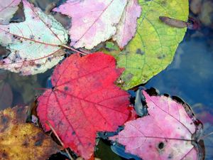 Preview wallpaper leaves, autumn, colorful, water, swim