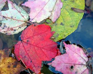 Preview wallpaper leaves, autumn, colorful, water, swim