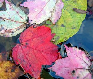 Preview wallpaper leaves, autumn, colorful, water, swim