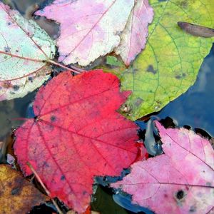 Preview wallpaper leaves, autumn, colorful, water, swim