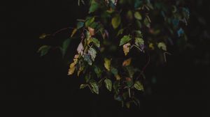 Preview wallpaper leaves, autumn, dark, branches