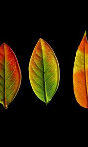 Preview wallpaper leaves, autumn, darkness, macro