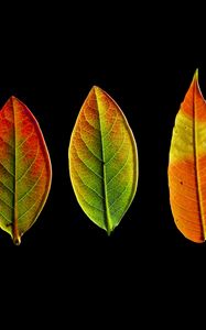 Preview wallpaper leaves, autumn, darkness, macro