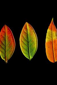Preview wallpaper leaves, autumn, darkness, macro