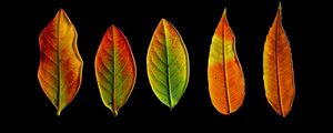 Preview wallpaper leaves, autumn, darkness, macro