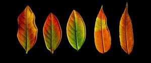 Preview wallpaper leaves, autumn, darkness, macro