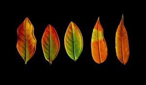 Preview wallpaper leaves, autumn, darkness, macro
