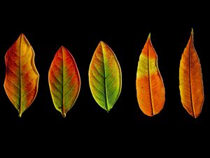 Preview wallpaper leaves, autumn, darkness, macro