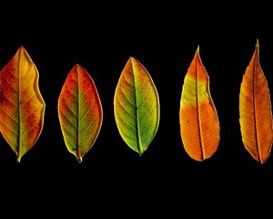 Preview wallpaper leaves, autumn, darkness, macro
